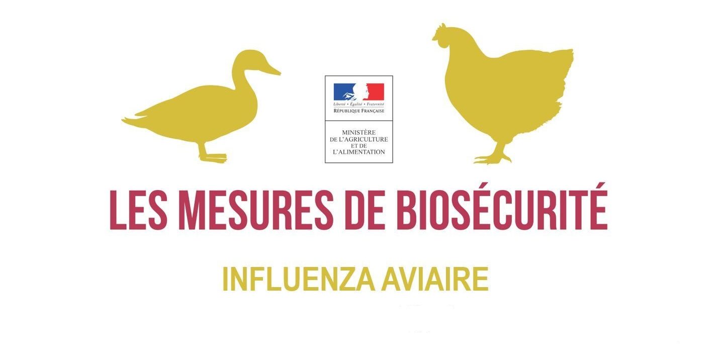 influenza-aviaire-novembre-21jpeg-jpg