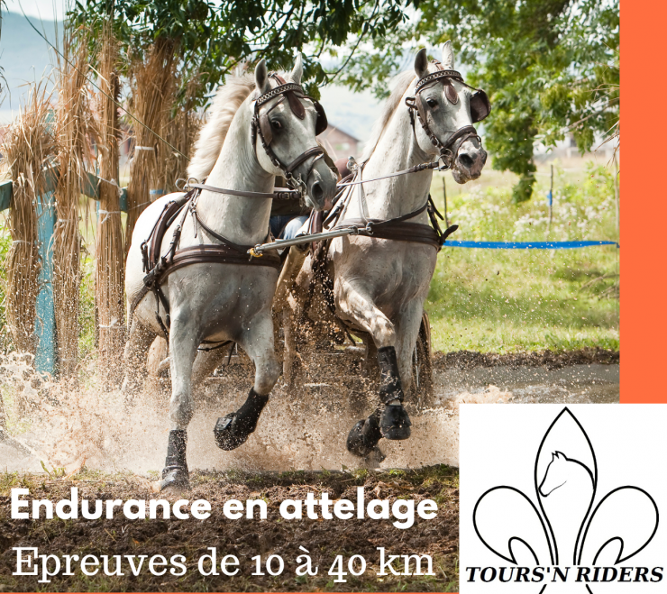 endurance en attelage 2025
